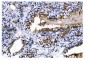 Anti-CD13/ANPEP Antibody Picoband™ (monoclonal, 7F2)